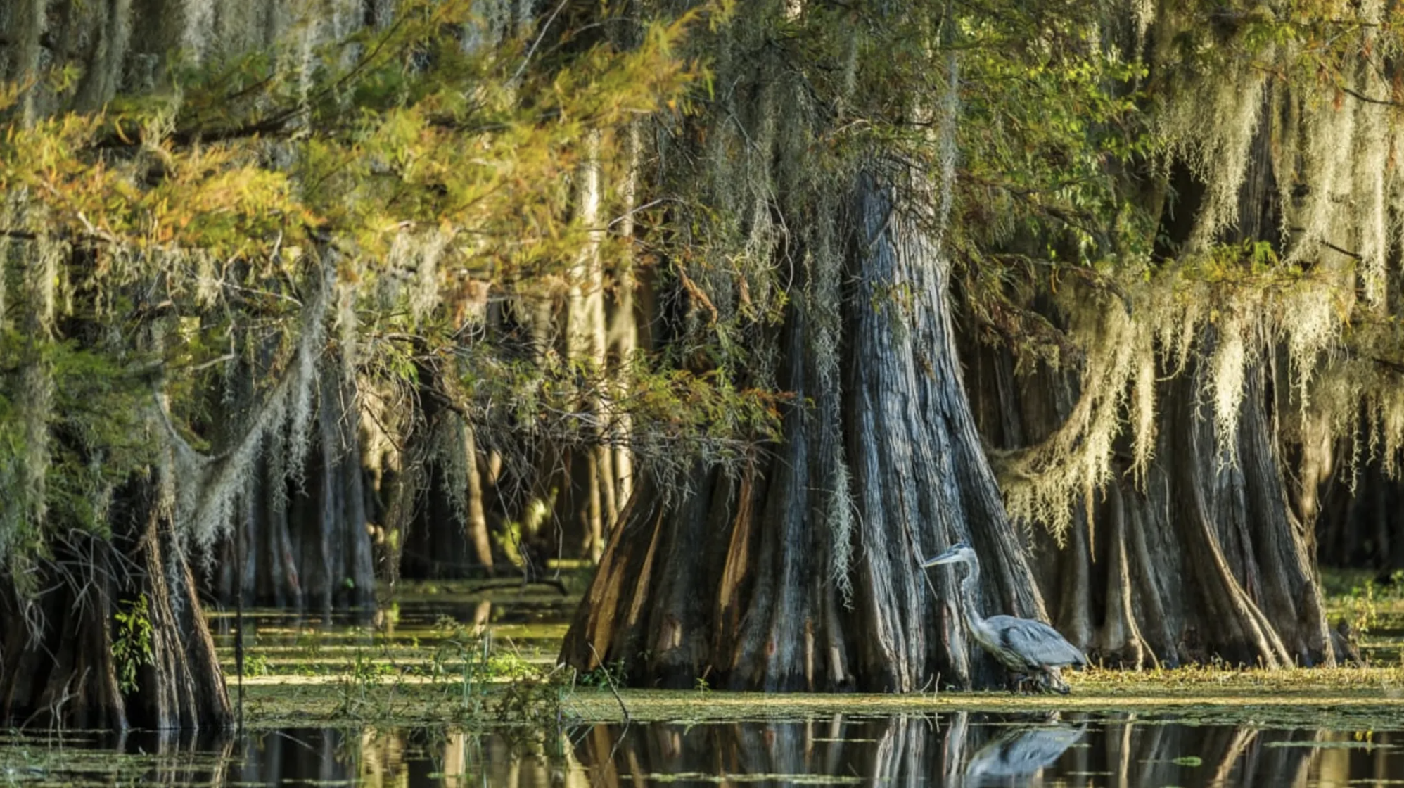 photo of a bald cypress tree