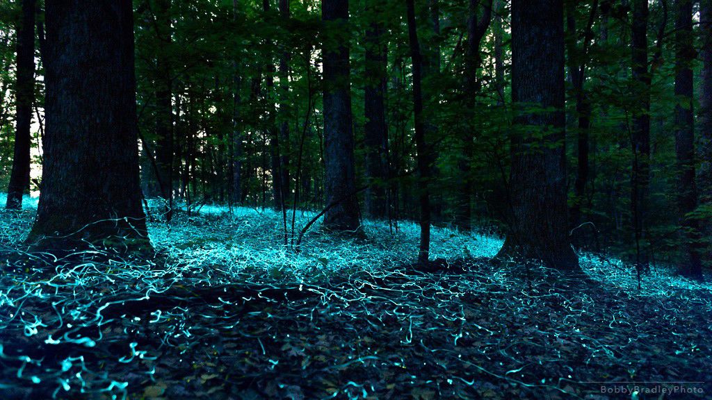 photo of blue ghost fireflies