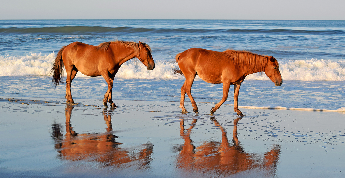 photo of wild horses on the beaches of OBX