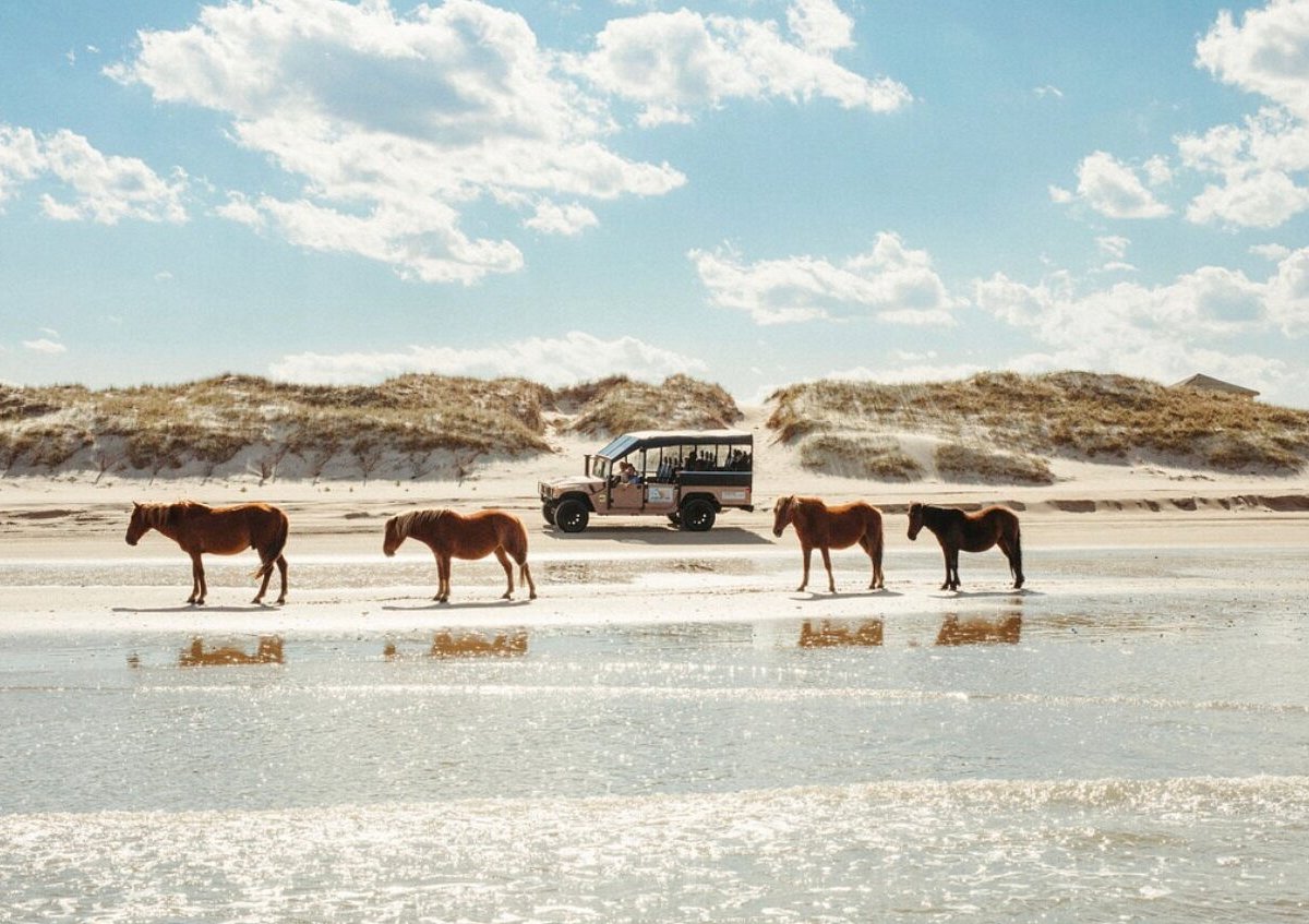 photo of horses and Hummers