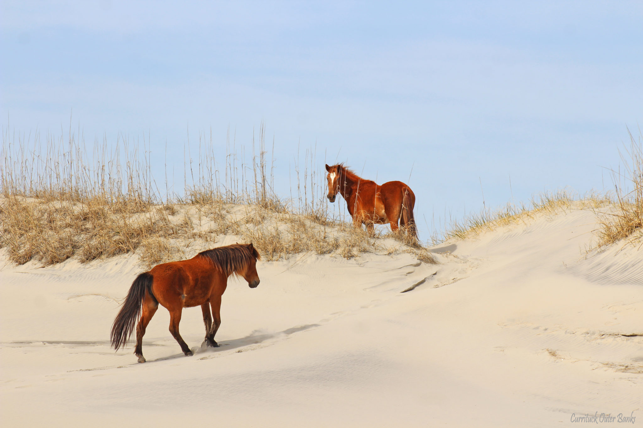 photo of horses walking onto sand dunes